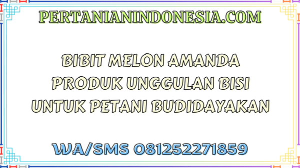 Bibit Melon Amanda Produk Unggulan Bisi Untuk Petani Budidayakan